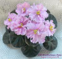 ЕК-Влюбленная Луна (стандарт) (л/ук) - код Ф466 **