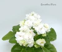 НЛ-Лебединое Озеро (миниатюра) (л/ср) - код  Ф591