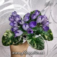 КНН-Крокус (стандарт) (л/ук) - код Ф262