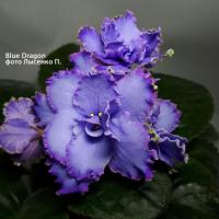 Blue Dragon (стандарт) (л/ук) - код  Ф116 **