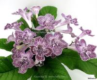 Bristol's Dust Bunny (Миниатюрный сорт)  (дет) - код С117