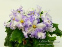 РМ-Голубая Лента (стандарт) (л/ук) - код Ф071