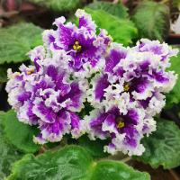 АВ-Необузданная Фантазия (стандарт) (л/ук) - код Ф499