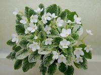 Alan's Fallen Angel (трейлер) (дет) - код  Ф534 Alan's Fallen Angel (трейлер) (дет) - код  Ф534