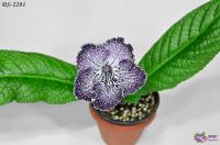 DS-2291 (дет) - код С103