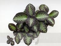 Noel (сталон срез) - код Э052