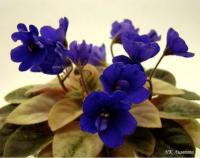 НК-Лимпопо (миниатюра) (л/ср) - код Ф684