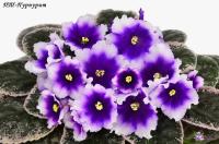 ПТ-Пурпурит (стандарт) (л/ук) - код Ф311 **