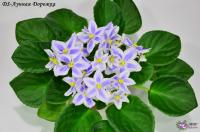 DS-Лунная Дорожка (стандарт-химера) (п/ук) - код Ф001