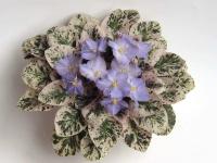 Dean's Aquarius (миниатюра) (дет) - код Ф904 **