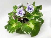 Р-Девочка Моя Синеглазая (стандарт) (л/ук) - код Ф318