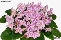 Новая Волна (стандарт-химера) (п/ук) - код Ф285