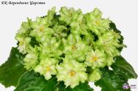 ЕК-Берендеево Царство (стандарт) (л/ук) - код Ф777