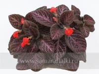 Malay Ebony (сталон срез) - код Э037