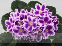 KZ-Mon Amie (стандарт) (л/ук) - код Ф488 **