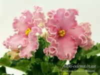 НД-Ливадия (стандарт) (л/ук) - код  Ф659 **