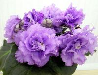 НК-Кэрри (стандарт) (л/ук) - код Ф161 **