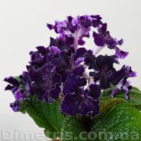 DS-2410 (дет) - С135