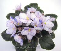 МК-Звездопад (миниатюра) (л/ср) - код Ф799 **