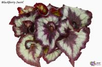 Blackberry Swirl (л/ср) - код Б025 Blackberry Swirl (л/ср) - код Б025