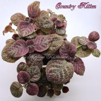 Country Kitten (сталон срез) - код Э004