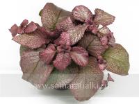 НиКа-Молодильные Яблочки (сталон срез) - код Э056