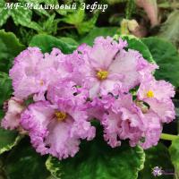 MF-Малиновый Зефир (стандарт) (Новинка 2025) (л/ук) - код Ф1028