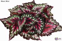 Maui Mist (л/ср) - код Б139