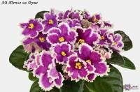 АВ-Тепло на Душе (стандарт) (л/ук) - код Ф382 **