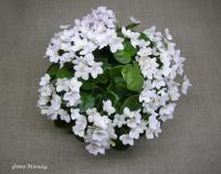 White Robi (трейлер) (л/ук) - код Ф1017