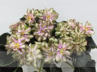 Dn-Вкус Корицы (стандарт) (л/ук) - код Ф172 **