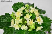 АВ-Желтая Роза (стандарт) (л/ук) - код Ф748