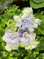 АВ-Век Романтизма (стандарт) (новинка 2022) (л/ук) - код Ф208