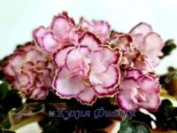 АВ-Капучино (стандарт) (л/ук) - код Ф205