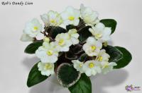 Rob's Dandy Lion  (миниатюра) (л/ук) - код Ф587 **