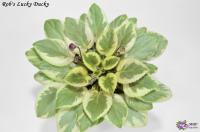 Rob's Lucky Ducky (листовая химера-миниатюра) (п/ук) - код Ф824