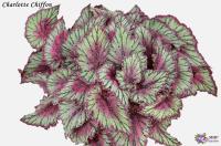 Charlotte Chiffon (л/ср) - код Б035