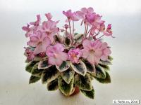 Teen Queen (миниатюра) (л/ср) - код Ф944