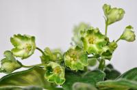 АВ-Киви (стандарт) (л/ук) - код Ф612