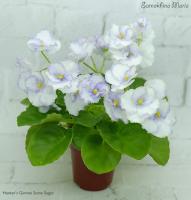 Hunter's Gimme Some Sugar (миниатюра) (л/ср) - код Ф482