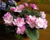 Ness' Satin Rose (миниатюра) (л/ук) - код Ф320 **