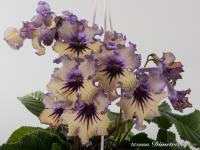 DS-Ньёрд (дет) - код С069