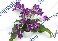 Bristol's Kick Start (Миниатюрный сорт)  (дет) - код С118