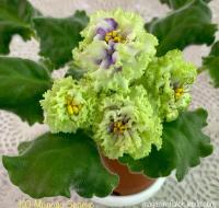 КО-Молодо-Зелено (стандарт) (л/ук) - код Ф477