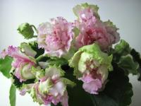 ЛЕ-Далия (стандарт) (л/ук) - код  Ф212 **