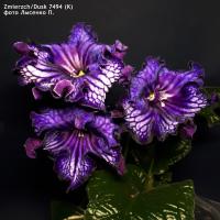 (K) Zmierzch/Dusk 7494 (дет) - код С047