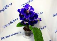 Dem-Blue Clover (дет) - С067