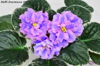 ВаТ-Анастасия SP (стандарт-химера) (п/ук) - код Ф108