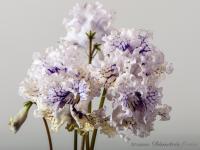 DS-Северное Солнце, 1701 (дет) - код С042