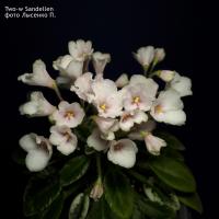 Two-w Sandellen (миниатюра) (л/ук) - код Ф190